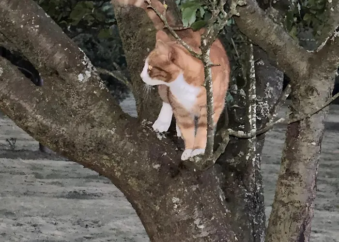 Apartamento Dommelhof